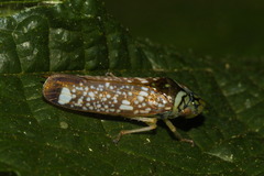Aulacizes conspersa