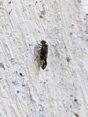 Myopsocus eatoni