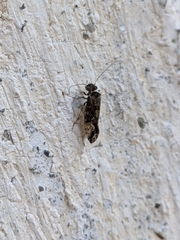 Myopsocus eatoni