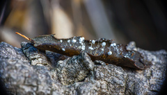 Mycena quercus-ilicis