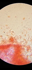 Mycena quercus-ilicis