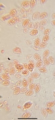 Mycena quercus-ilicis