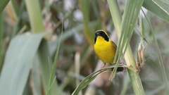 Geothlypis flavovelata