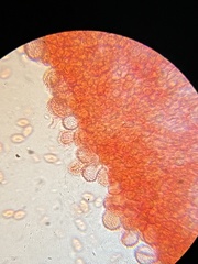 Mycena quercus-ilicis