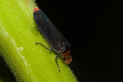 Aulacizes quadripunctata