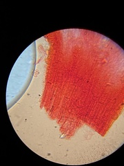 Mycena quercus-ilicis