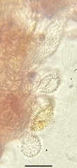 Mycena quercus-ilicis