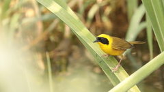 Geothlypis flavovelata