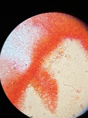 Mycena quercus-ilicis