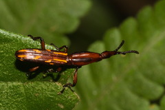 Brentus vulneratus