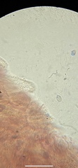 Mycena quercus-ilicis