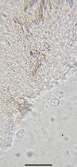 Mycena quercus-ilicis