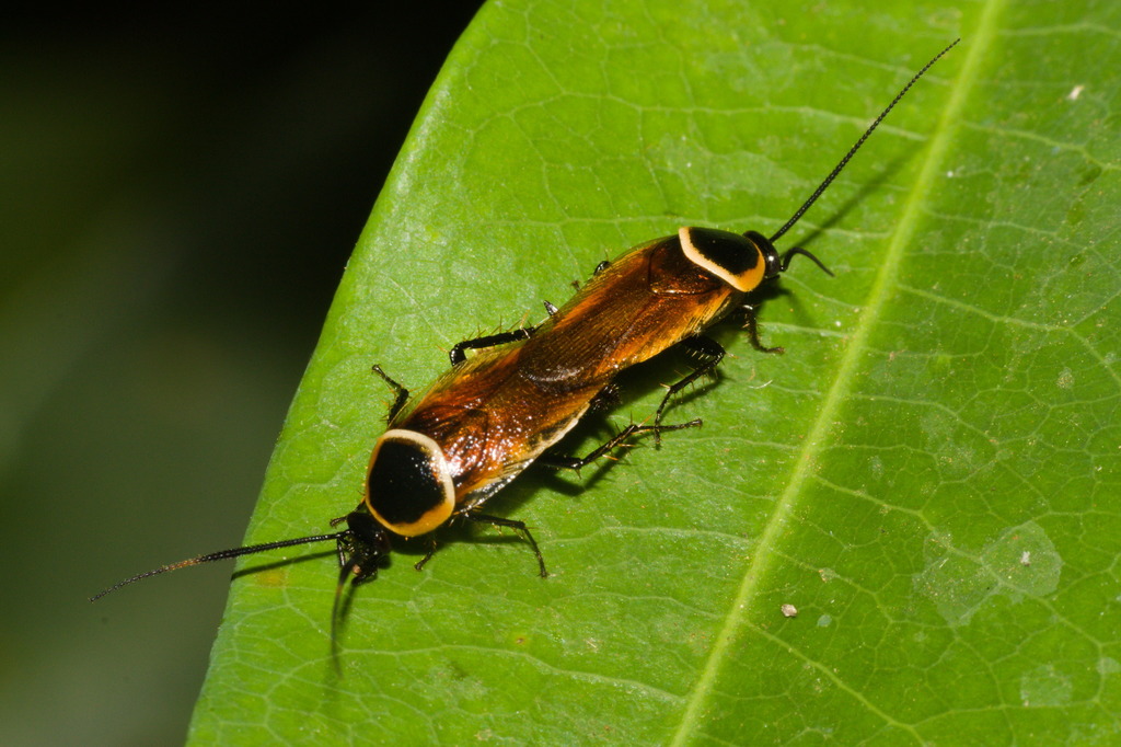 Pseudomops neglectus