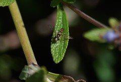 Sphaerophoria sulphuripes