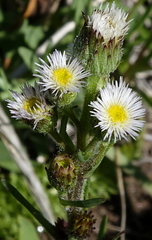 Erigeron lonchophyllus