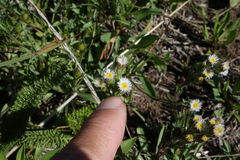 Erigeron lonchophyllus
