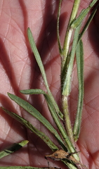 Erigeron lonchophyllus