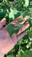 Pseudabutilon virgatum