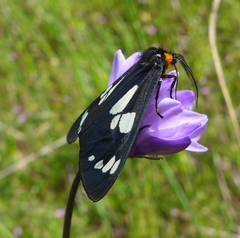 Gnophaela latipennis