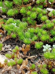 Selaginella wrightii