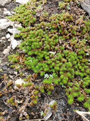 Selaginella wrightii