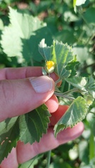 Pseudabutilon virgatum