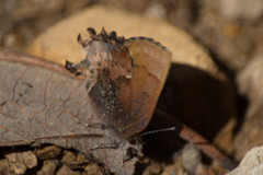 Callophrys henrici