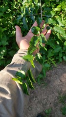 Phyllostylon rhamnoides