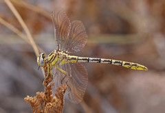 Phanogomphus militaris