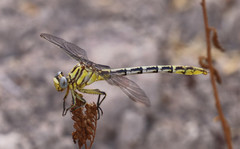Phanogomphus militaris