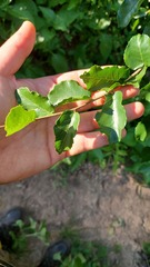 Phyllostylon rhamnoides