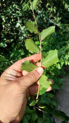 Phyllostylon rhamnoides