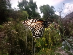 Danaus gilippus candidus