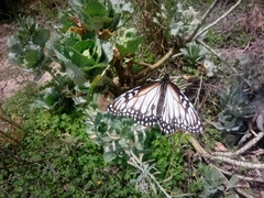 Danaus gilippus candidus