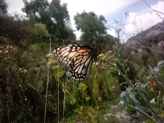 Danaus gilippus candidus