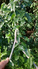 Phyllostylon rhamnoides