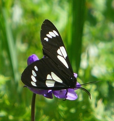 Gnophaela latipennis