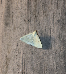 Zanclognatha laevigata