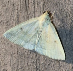 Zanclognatha laevigata