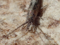 Machilinae