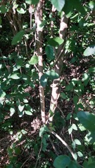 Phyllostylon rhamnoides