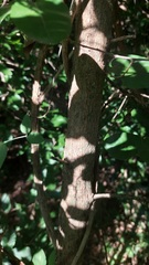 Phyllostylon rhamnoides