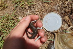 Cynops pyrrhogaster