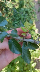 Phyllostylon rhamnoides