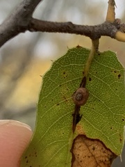 Dryocosmus minusculus