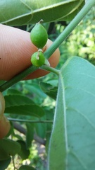 Celtis brasiliensis