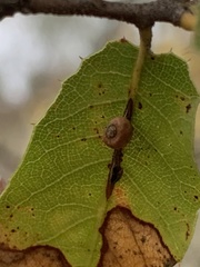 Dryocosmus minusculus