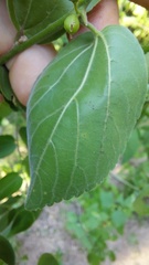 Celtis brasiliensis