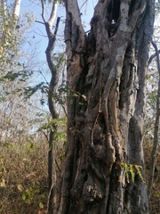 Cenostigma eriostachys