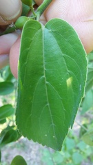Celtis brasiliensis